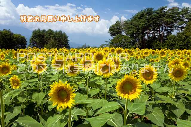 ݥȥAIR㤨֡ڲƤεΰݥȥɤAIRֻۡĽ뤪񤤿夲ޤĶȸҤޤΥϥսpostcard-photo by .comפβǤʤ165ߤˤʤޤ