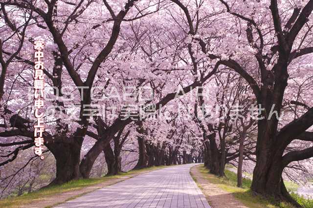 【季節の挨拶ポストカードのAIR】「寒中お見舞い申し上げます」桜のポストカードハガキpostcard-photo by 絶景.com