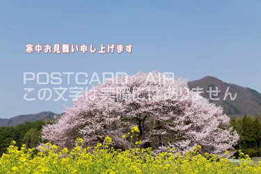 【季節の挨拶ポストカードのAIR】「寒中お見舞い申し上げます」桜のポストカードハガキpostcard-photoby絶景.com