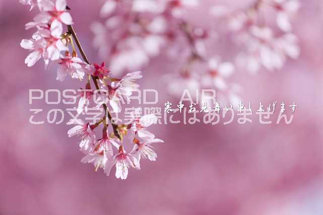 【季節の挨拶ポストカードのAIR】「寒中お見舞い申し上げます」桜のポストカードハガキpostcard-photo by 絶景.com