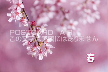 【気持ちを伝える文字入りポストカードのAIR】「春」桜のポストカードハガキpostcard-photoby絶景.com