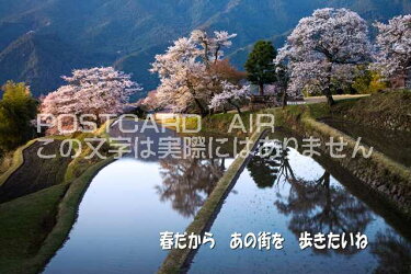 メッセージ入りポストカード「春だからあの街を歩きたいね」桜と田んぼのポストカードハガキpostcard-photoby絶景.com