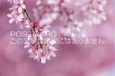 【季節の挨拶ポストカードのAIR】「余寒お見舞い申し上げます。」桜のポストカードハガキpostcard-photo by 絶景.com