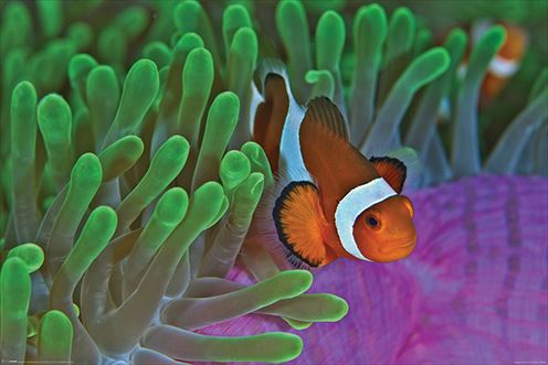 クマノミ ポスター　Clownfish and Anemones【170405】