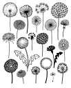 【A4】ELOISE RENOUF - Dandelions アートプリント/ポスター 北欧 インテリア ボタニカル アブストラクト メール便送料無料