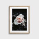【SALE セール】【50x70cm】NOUROM - ROSE BUSH #3 北欧 ポスター スウェーデン 花 ボタニカル 写真 ミニマル アート アートポ...