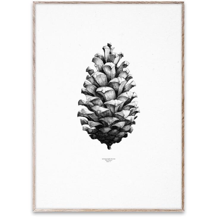 y50x70cmzPAPER COLLECTIVE - PINE CONE (white) | A[gvg A[g|X^[ k Vv CeA 