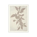 PSTR Studio - Printed Plant - Capsicum Annuum | 30x40cm アートプリント/アートポスター 北欧 デンマーク