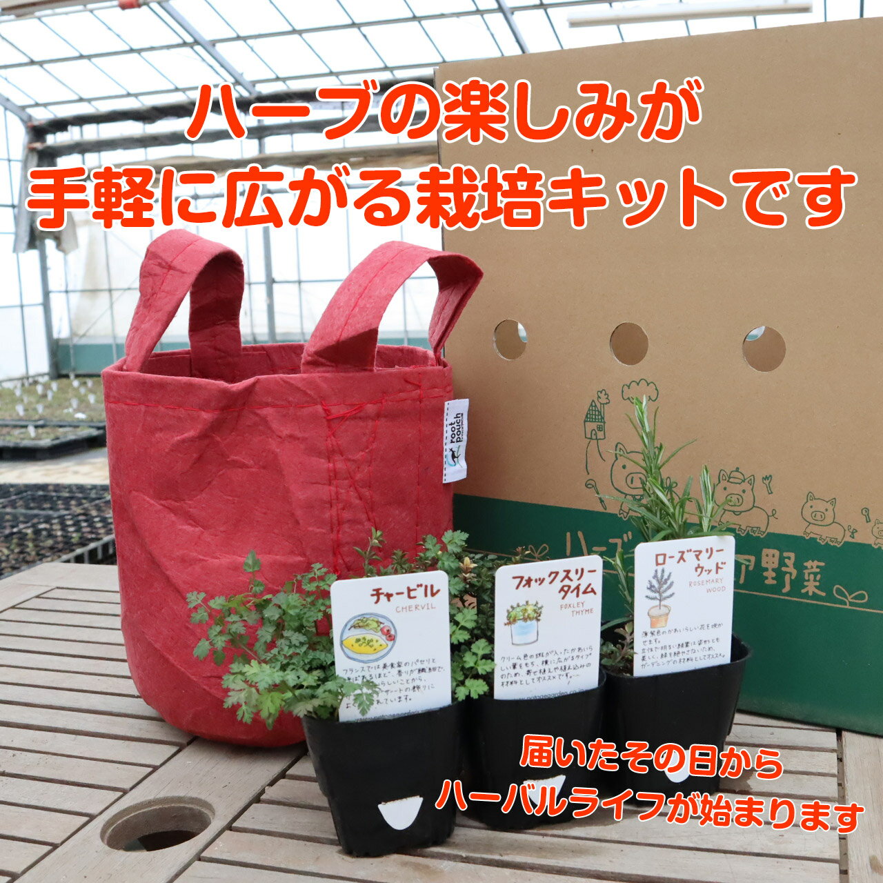ハーブ苗3個 土 肥料 プランターセット ハーブ 栽培キット ルーツポーチ 赤 苗3個 苗 セット フェルトプランター かわいい 寄せ植え 苗木 ハーブガーデン 女子力 安心の定価販売 鉢植え 花苗 バジル ハーブティー ローズマリー 送料無料 ミント 家庭菜園 観葉植物 Herb ハーブ苗3個 土 肥料 プランターセット ハーブ 栽培キット ルーツポーチ 赤 苗3個 苗 セット フェルトプランター かわいい 寄せ植え 苗木 ハーブガーデン 女子力 安心の定価販売 鉢植え 花苗 バジル ハーブティー ローズマリー 送料無料 ミント 家庭菜園 観葉植物 Herb