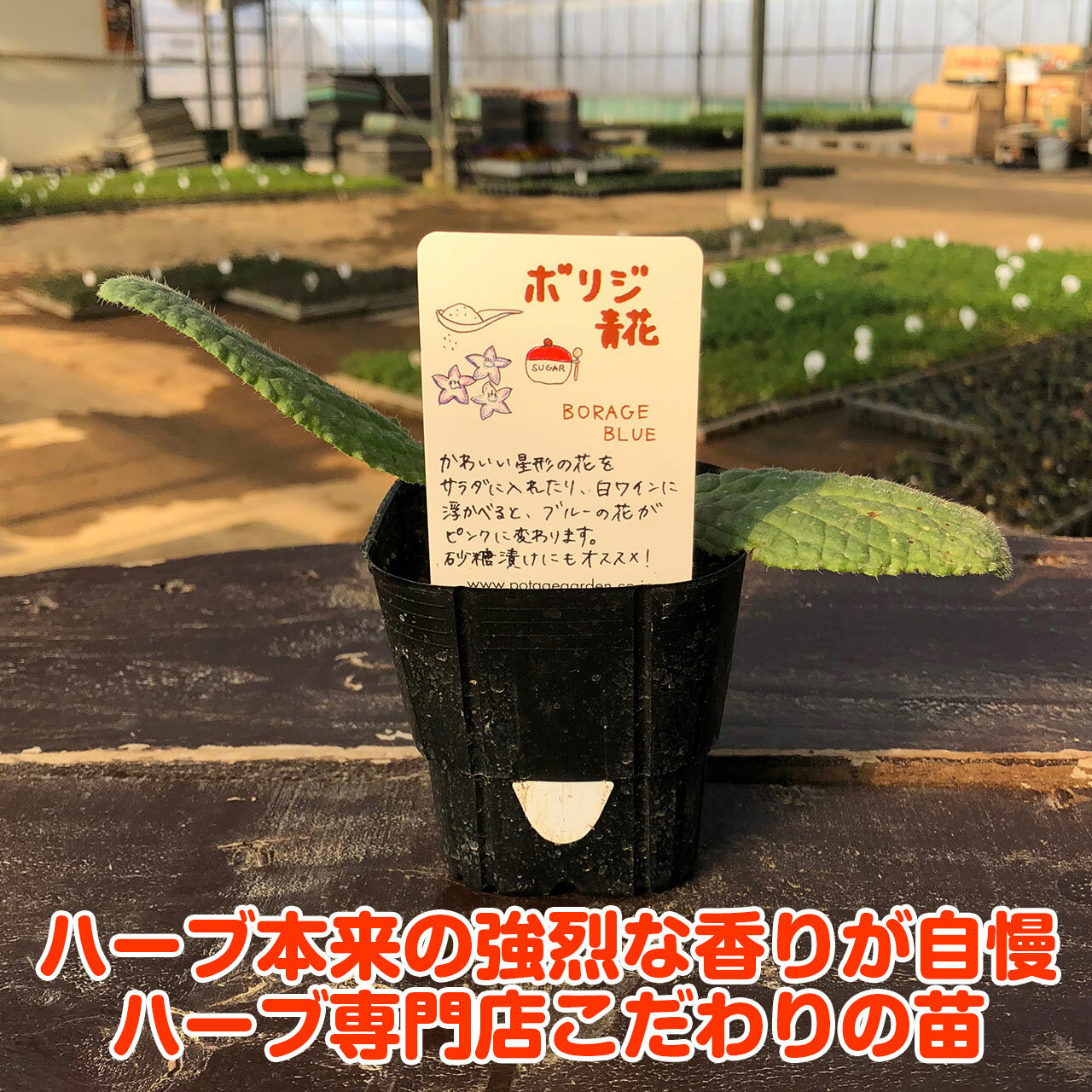 ハーブ本来の香りが自慢のハーブ苗 ブルースターと呼ばれるかわいい花を咲かせます ハーブ 苗 ボリジ青花 ハーブティー 栽培キット 100 本物 寄せ植え 鉢植え タイム 乾燥 ドライハーブ セット かわいい 苗木 種 ハーブガーデン プランター 観葉植物 ハーブの土 ハーブ