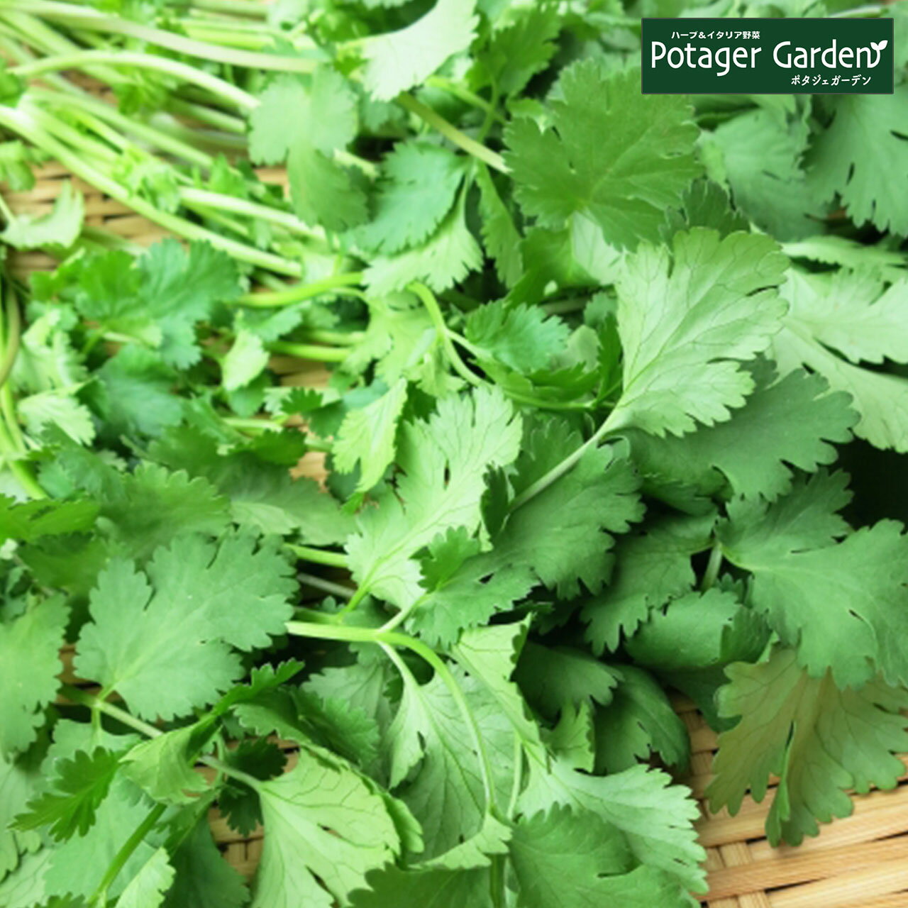 楽天市場 Tv紹介商品 野菜 苗 パクチー コリアンダー ハーブ 栽培 ソース 種 レシピ パクチーズ パクチー醤油 パクチーソース パクチードレッシング パクチーラーメン パクチースープ パクチーサラダ 栄養 レシピ 保存 パクチー鍋 パウダー シード スパイス カレー