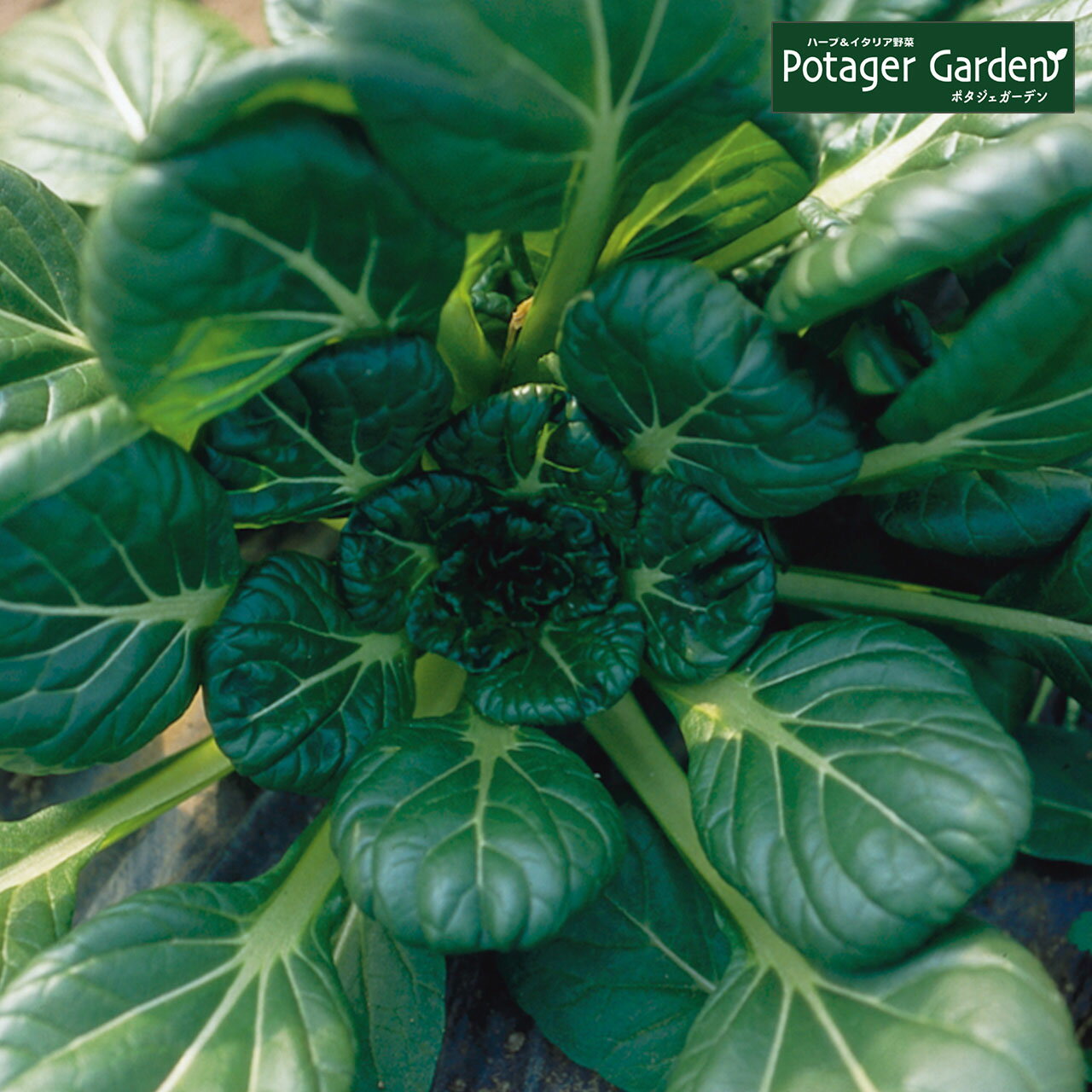 【本日P2倍】 野菜 苗 ターサイ（ハーブティー 栽培キット 寄せ植え 鉢植え タイム 乾燥 ドライハーブ セット 室内 プランター 種 ラベンダー 苗木 花苗 観葉植物 ハーブガーデン ハーブミックス ハーブの土 かわいい）