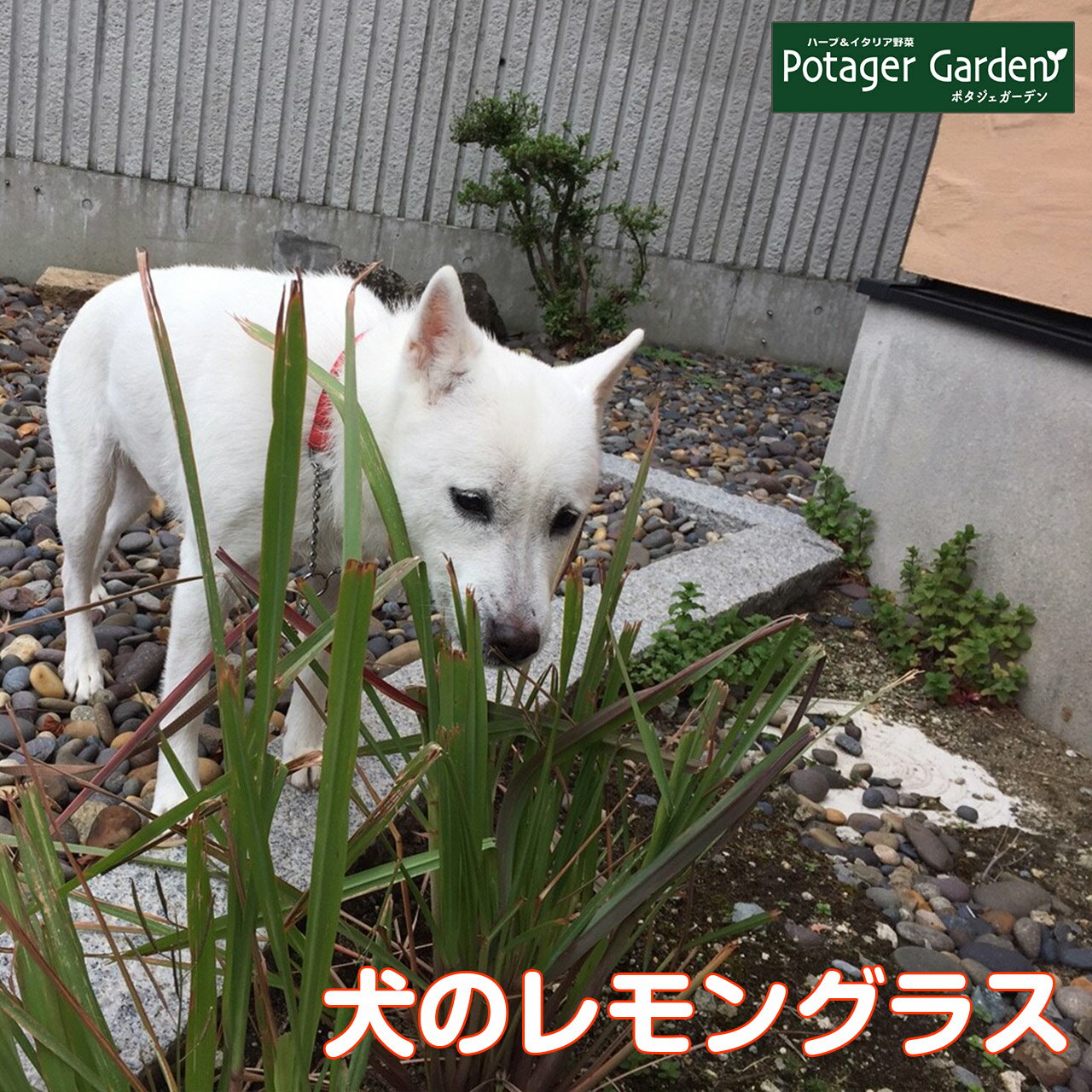 【本日P2倍】 ハーブ 苗 レモングラス 犬用 苗木 ハーブティー ハーブ苗専門店 感動する香り Herb 