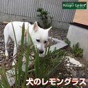 【本日P2倍】 ハーブ 苗 レモングラス 犬用(苗木 ハーブティー ハーブ苗専門店 感動する香り Herb)