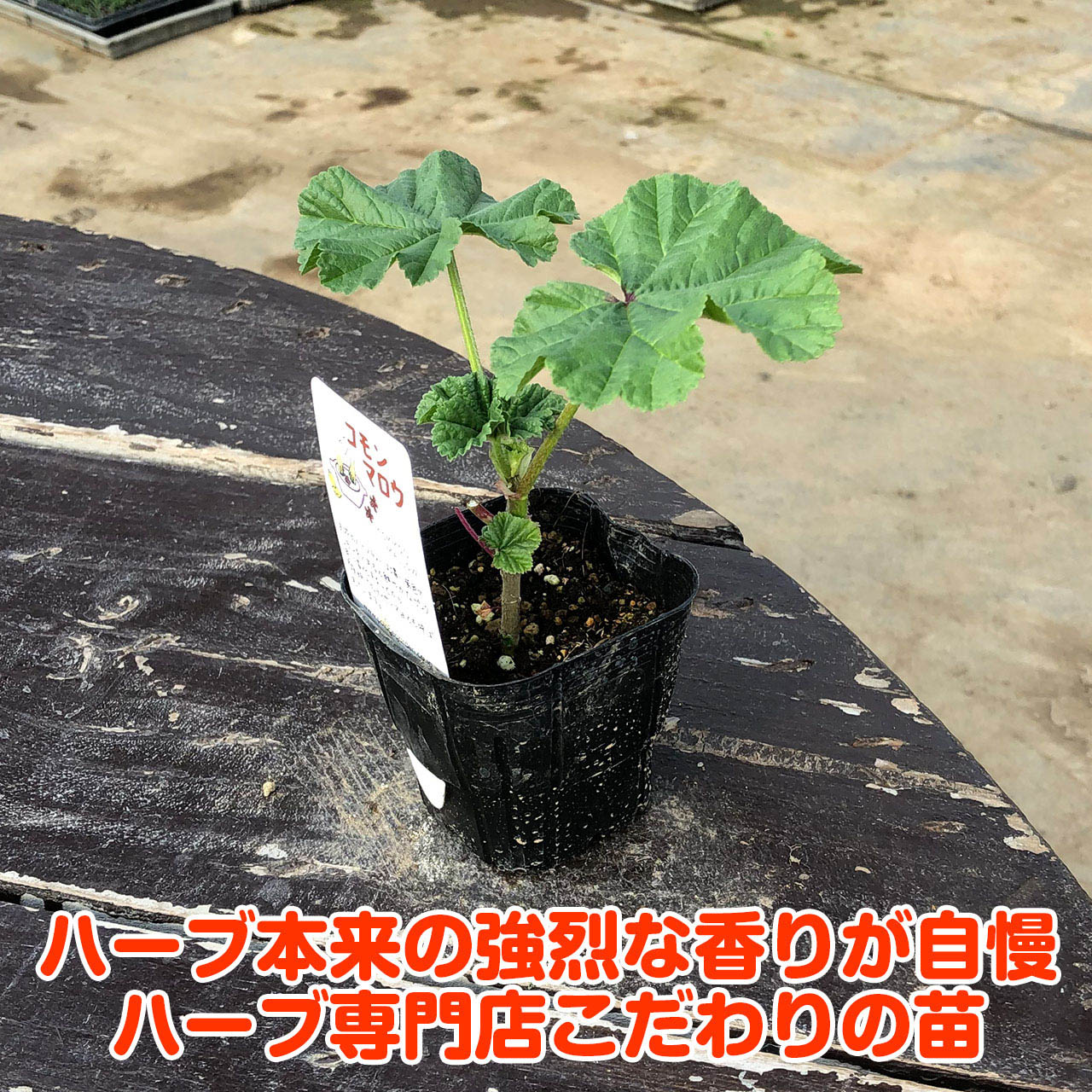 【本日P2倍】 ハーブ 苗 コモンマロウ（マロー ハーブティー ハーブガーデン 栽培...