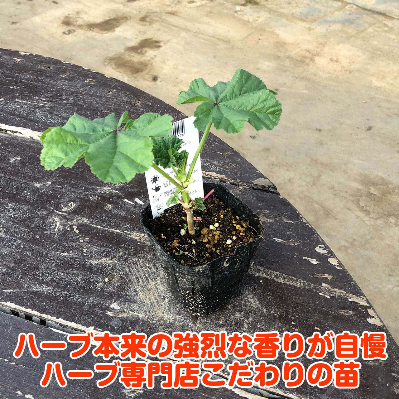 【本日P2倍】 ハーブ 苗 コモンマロウ（マロー ハーブティー ハーブガーデン 栽培...