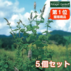 https://thumbnail.image.rakuten.co.jp/@0_mall/potager/cabinet/1st-mint/mint-apple5.jpg