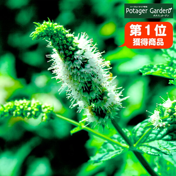 寄せ植え 春 プランター みんな探してる人気モノ 寄せ植え 春 プランター 寄せ植え 春 プランター みんな探してる人気モノ 寄せ植え 春 プランター