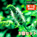 【本日P2倍】 【TV紹介】ハーブ 苗 セット スペアミント 5個(ハーブティ ハッカ油 虫除け グリーン 鉢植え 栽培方法 育て方 使い方 選び方 種類 花苗 簡単 プランター 栽培キット ミントグリーン ラベンダー バジル ローズマリー 寄せ植え 野菜 種より苗)