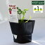 ハーブ 苗 モスカールドパセリ(ハーブティー 栽培キット 寄せ植え 鉢植え タイム 乾燥 ドライハーブ セット 室内 プランター 種 ラベンダー 苗木 花苗 観葉植物 ハーブガーデン ハーブミックス ハーブの土 かわいい) 390円