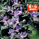 【本日P2倍】 ハーブ 苗 ローズマリー ディープブルー(精油 鉢 鉢植え 花苗 苗木 栽培キット 室内 庭 ベランダ 育て方 使い方 ガーデン 卸 ドライフラ...