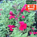 ハーブ 苗 チェリー セージ（レッド 花苗 苗木 多年生 多年草 宿根草 栽培 寄せ植え 育て方 使い方 選び方 野菜 販売 収穫 時期 ハーブティー セージティー 作り方 乾燥 ドライ アロマ 香水 強壮 消化促進 サルビア セージグリーン 花）チェリーRed