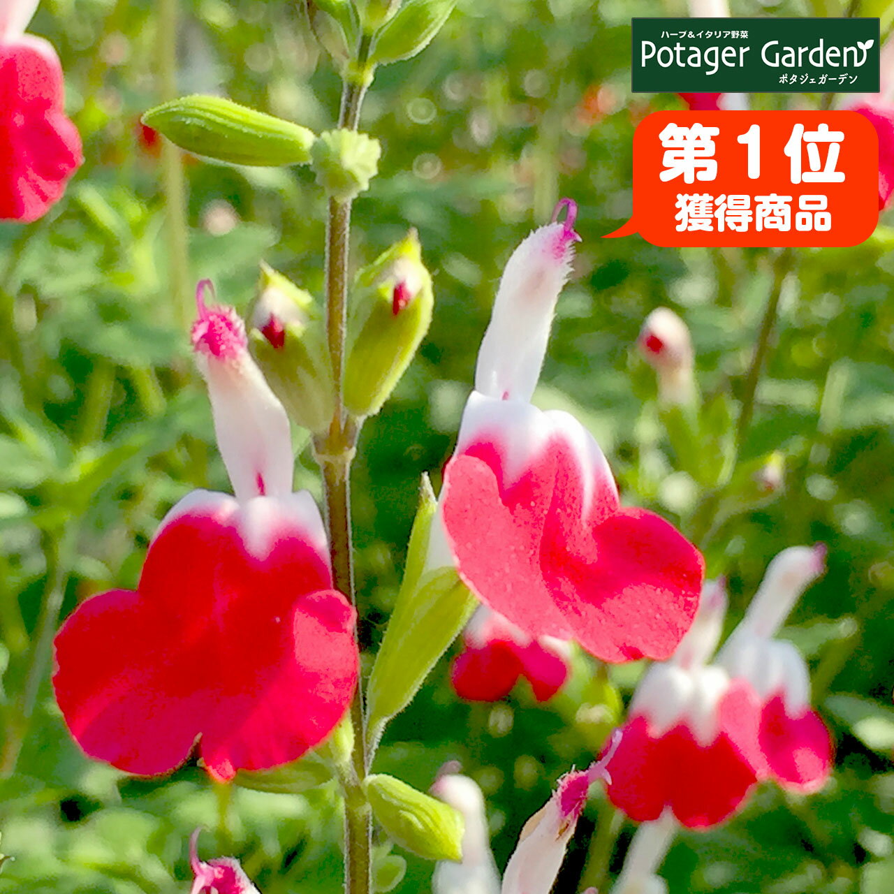 楽天市場 ハーブ 苗 チェリー セージ ホットリップス 花苗 苗木 多年生 栽培 寄せ植え 育て方 使い方 選び方 野菜 販売 収穫 時期 料理 レシピ 使い方 肉 ハーブティ セージティ 作り方 乾燥 ドライ アロマ 香水 サルビアグリーン お香 花 猫 チェリーhotlips ハーブ