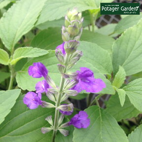 ハーブ 苗 ラベンダー セージ（花苗 苗木 多年生 多年草 栽培 寄せ植え 育て方 使い方 選び方 野菜 販売 収穫 時期 料理 レシピ 簡単 肉 ハーブティ セージティ 作り方 乾燥 ドライ アロマ 香水 強壮 消化促進 サルビア セージグリーン 色）Lavセージ