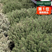 楽天市場 クーポン対象 ハーブ 苗 コモンタイム ハーブ苗 栽培キット 英語 効能 代用 スーパー 種類 料理 育て方 使い方 選び方 ラベンダー 寄せ植え ハーブティ 種 レシピ 鉢植え バジル ローズマリー ミント 花苗 セット 送料無料 ドライハーブ 野菜 水耕栽培 楽天市場 クーポン対象 ハーブ 苗 コモンタイム ハーブ苗 栽培キット 英語 効能 代用 スーパー 種類 料理 育て方 使い方 選び方 ラベンダー 寄せ植え ハーブティ 種 レシピ 鉢植え バジル ローズマリー ミント 花苗 セット 送料無料 ドライハーブ 野菜 水耕栽培