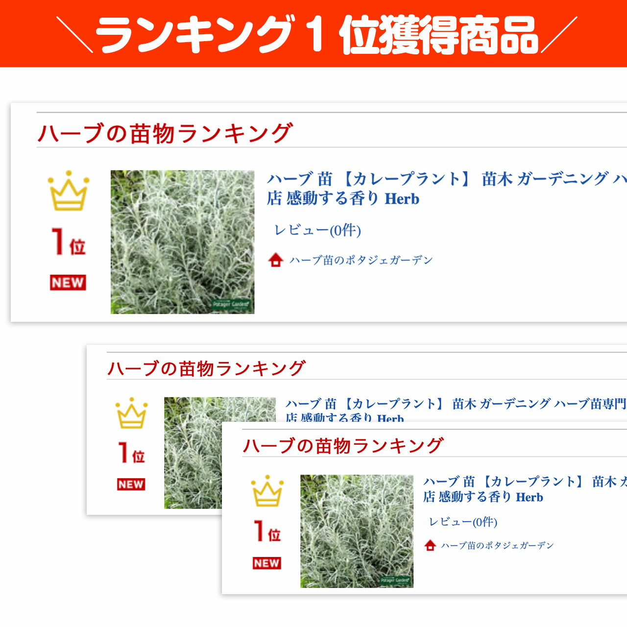 ハーブ本来の香りが自慢のハーブ苗 カレーの香りがする不思議なハーブです ハーブ 苗 カレープラント ハーブティー 栽培キット 寄せ植え 鉢植え 即納 最大半額 タイム 乾燥 ドライハーブ 観葉植物 苗木 かわいい ハーブの土 セット 室内 ハーブミックス ラベンダー ハーブ本来の香りが自慢のハーブ苗 カレーの香りがする不思議なハーブです ハーブ 苗 カレープラント ハーブティー 栽培キット 寄せ植え 鉢植え 即納 最大半額 タイム 乾燥 ドライハーブ 観葉植物 苗木 かわいい ハーブの土 セット 室内 ハーブミックス ラベンダー