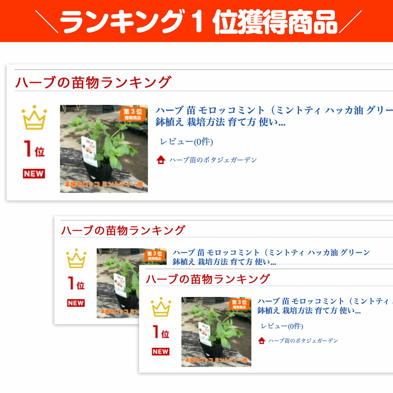 【本日P2倍】 ハーブ 苗 モロッコミント（ミントティ ハッカ油 グリーン 鉢植え 栽...