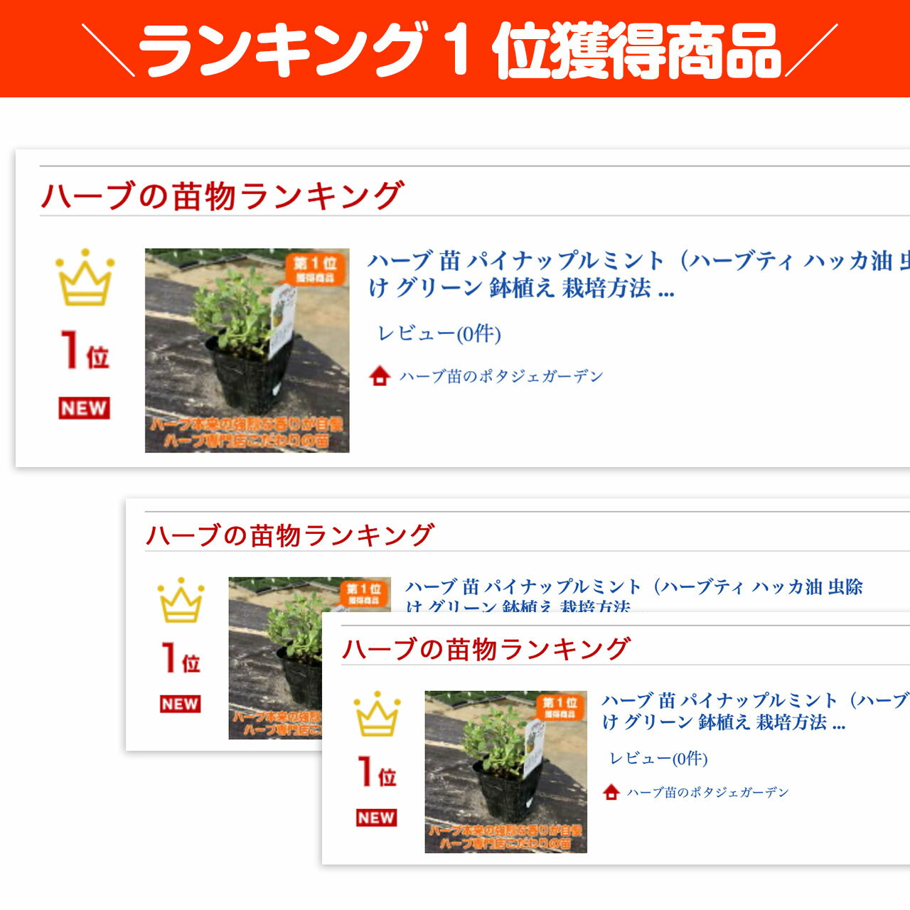 クリーム色できれいな斑入りの葉が人気のミント ハーブ本来の香りが自慢のハーブ苗 ハーブ 苗 パイナップルミント ハーブティ ハッカ油 虫除け グリーン 鉢植え 栽培方法 育て方 使い方 選び方 種類 花苗 簡単 22公式店舗 パイナップルm 種 ラベンダー 送料無料 野菜