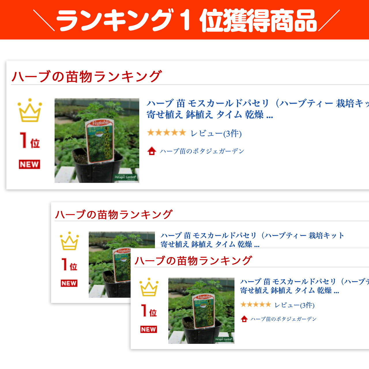 【本日P2倍】 ハーブ 苗 モスカールドパセリ（ハーブティー 栽培キット 寄せ植え 鉢植え タイム 乾燥 ドライハーブ セット 室内 プランター 種 ラベンダー 苗木 花苗 観葉植物 ハーブガーデン ハーブミックス ハーブの土 かわいい） 2