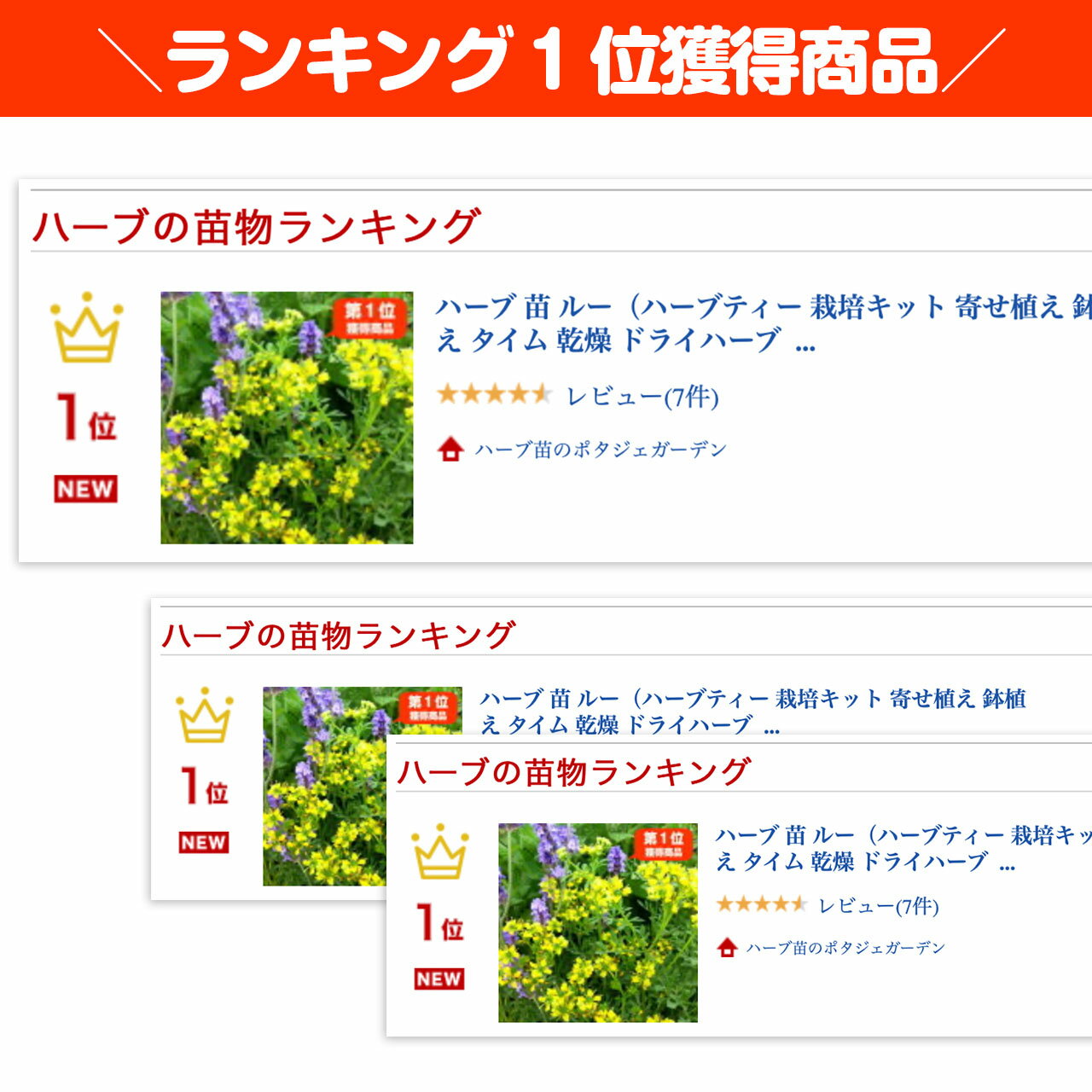 【本日P2倍】 ハーブ 苗 ルー（ハーブティー 栽培キット 寄せ植え 鉢植え タイム ...