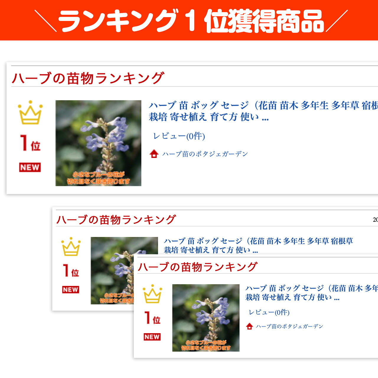【本日P2倍】 ハーブ 苗 ボッグ セージ（花苗 苗木 多年生 多年草 宿根草 栽培 寄...