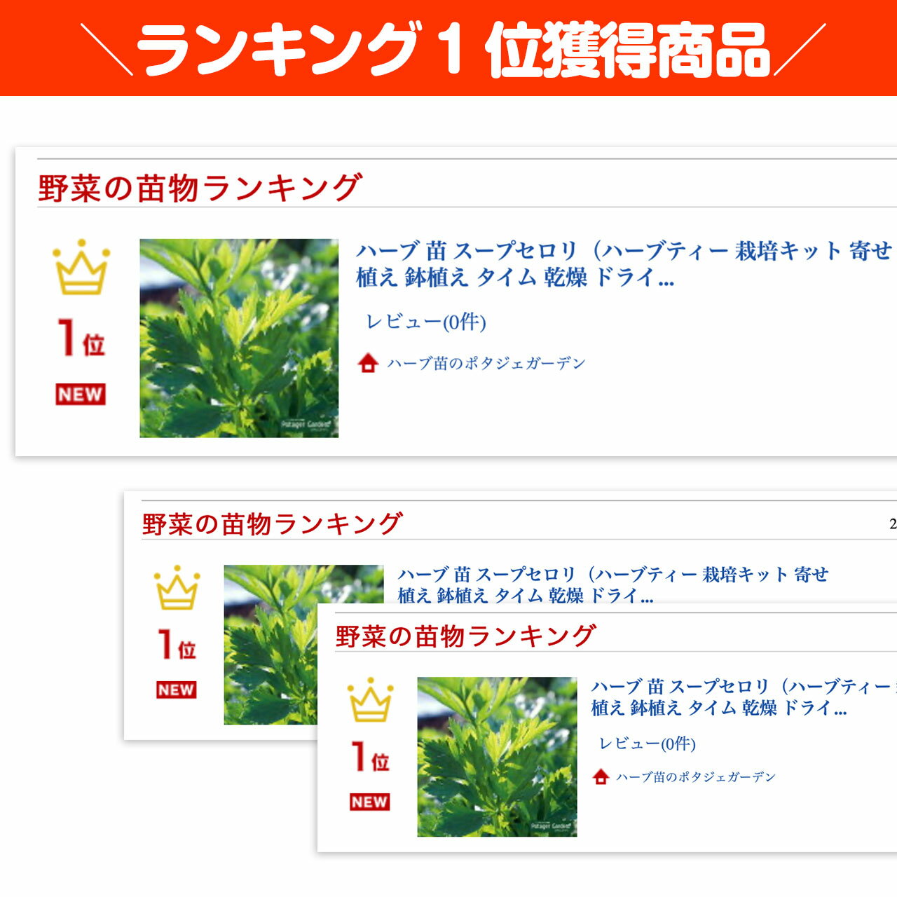 【本日P2倍】 ハーブ 苗 スープセロリ（ハーブティー 栽培キット 寄せ植え 鉢植え ...