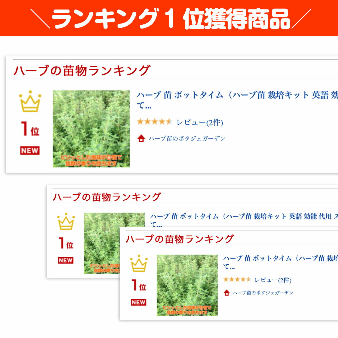 ハーブ本来の香りが自慢のハーブ苗 ピリッとした風味と抜群の香りでコモンタイムと同様に使えます ハーブ 苗 ポットタイム ハーブ苗 栽培キット 英語 効能 代用 スーパー 種類 81 以上節約 料理 育て方 使い方 選び方 ラベンダー セット 花苗 Pot 水耕栽培 送料無料