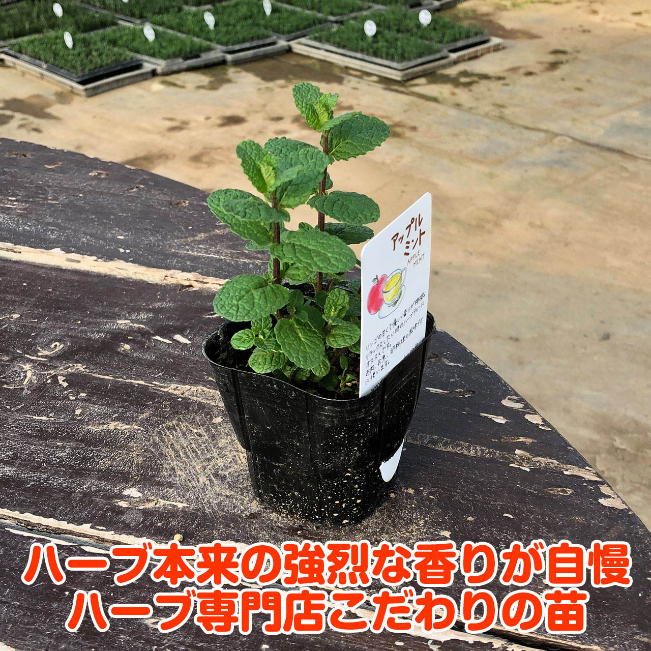 【本日P2倍】 ハーブ 苗 アップルミント（ハーブティ ハッカ油 虫除け グリーン 鉢...