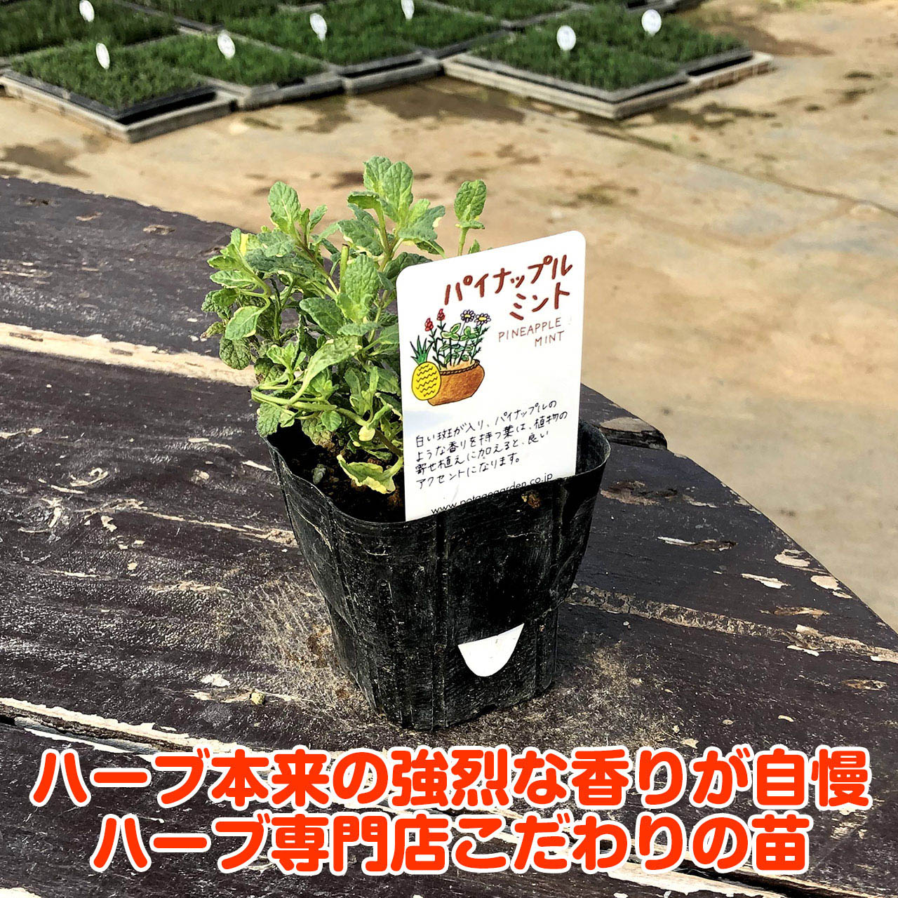 【本日P2倍】 ハーブ 苗 パイナップルミント（ハーブティ ハッカ油 虫除け グリー...