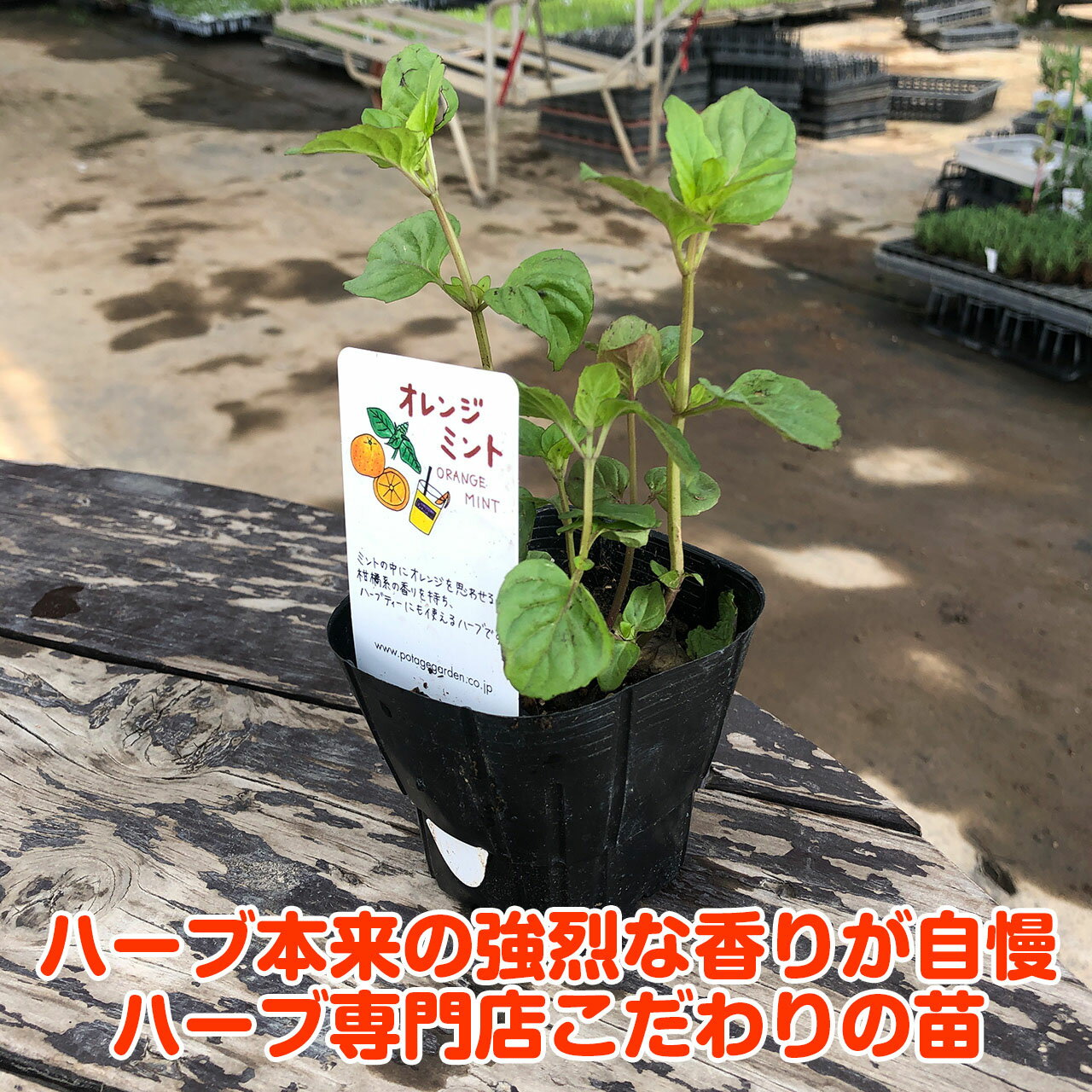 オレンジの香りがさわやかなミントでハーブティやポプリにおすすめ ハーブ本来の香りが自慢のハーブ苗 ハーブ 苗 オレンジミント ハーブティ ハッカ油 虫除け グリーン 鉢植え 栽培方法 育て方 使い方 選び方 種類 花苗 野菜 オレンジm 冬 プランター ドライハーブ 種春