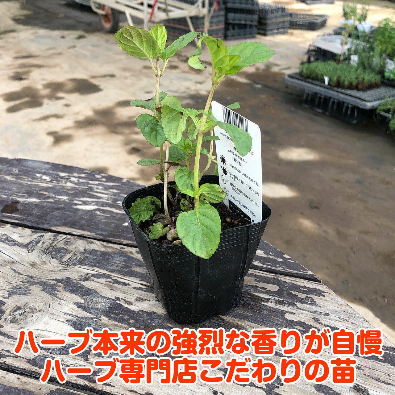 【本日P2倍】 ハーブ 苗 オレンジミント（ハーブティ ハッカ油 虫除け グリーン 鉢...