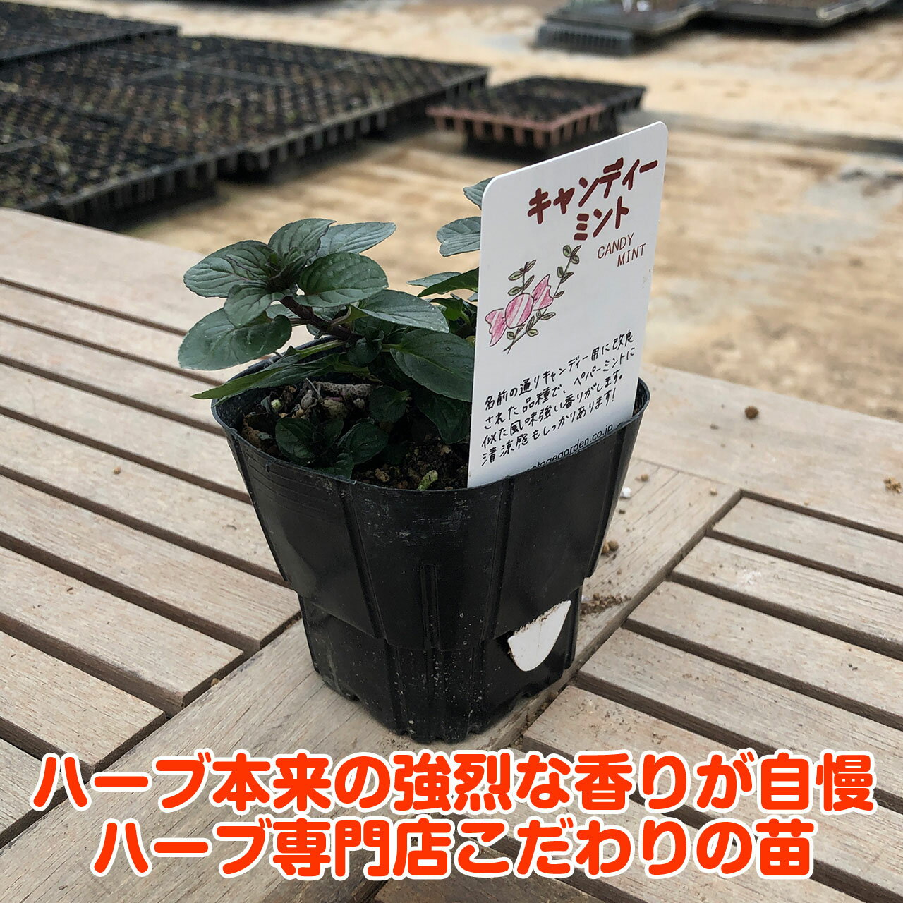 【本日P2倍】 ハーブ 苗 キャンディミント（ハーブティ ハッカ油 虫除け グリーン ...