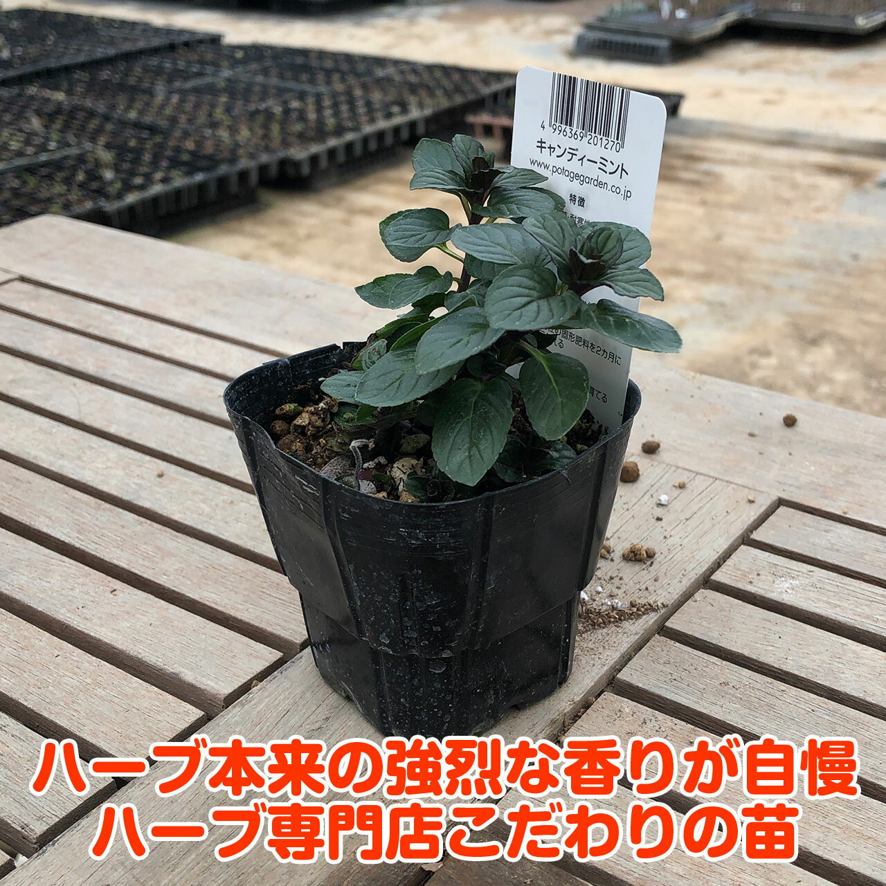 【本日P2倍】 ハーブ 苗 キャンディミント（ハーブティ ハッカ油 虫除け グリーン ...