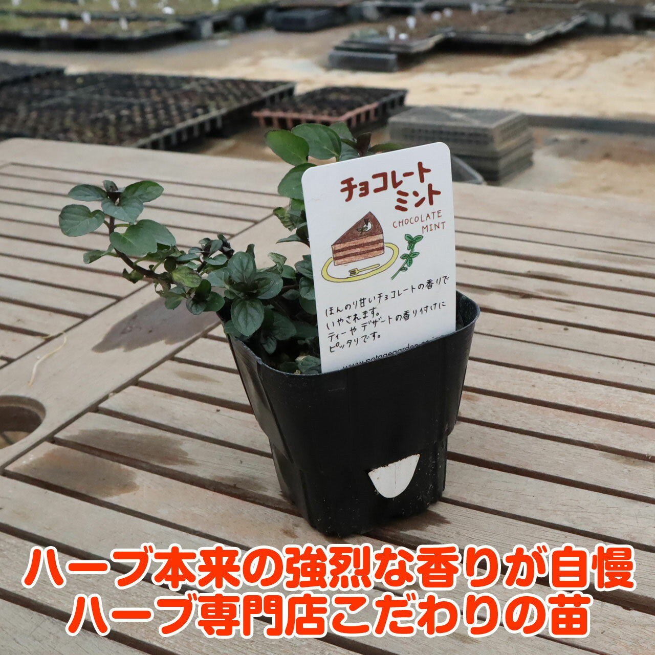 ハーブ 苗 チョコレートミント（ハーブティ ハッカ油 虫除け グリーン 鉢植え 栽培方法 育て方 使い方 選び方 種類 花苗 簡単 プランター セット 栽培キットも ミントグリーン ドライハーブ ラベンダー バジル ローズマリー 寄せ植え 野菜 種 春 夏 秋 冬）