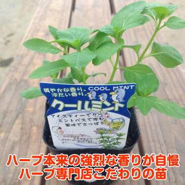 【本日P2倍】ハーブ 苗 クールミント（ハーブティ ハッカ油 虫除け グリーン 鉢植え 栽培方法 育て方 使い方 選び方 種類 花苗 簡単 プランター セット 栽培キット ミントグリーン ドライハーブ ラベンダー バジル ローズマリー 寄せ植え 野菜 種 春 夏 秋 冬）