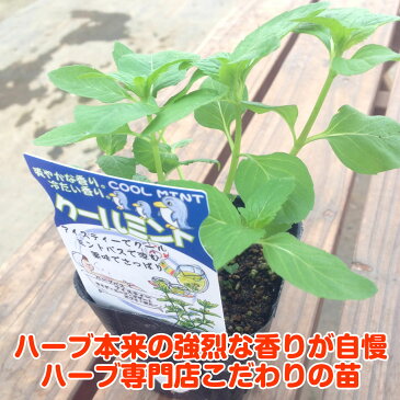 【本日P2倍】ハーブ 苗 クールミント（ハーブティ ハッカ油 虫除け グリーン 鉢植え 栽培方法 育て方 使い方 選び方 種類 花苗 簡単 プランター セット 栽培キット ミントグリーン ドライハーブ ラベンダー バジル ローズマリー 寄せ植え 野菜 種 春 夏 秋 冬）