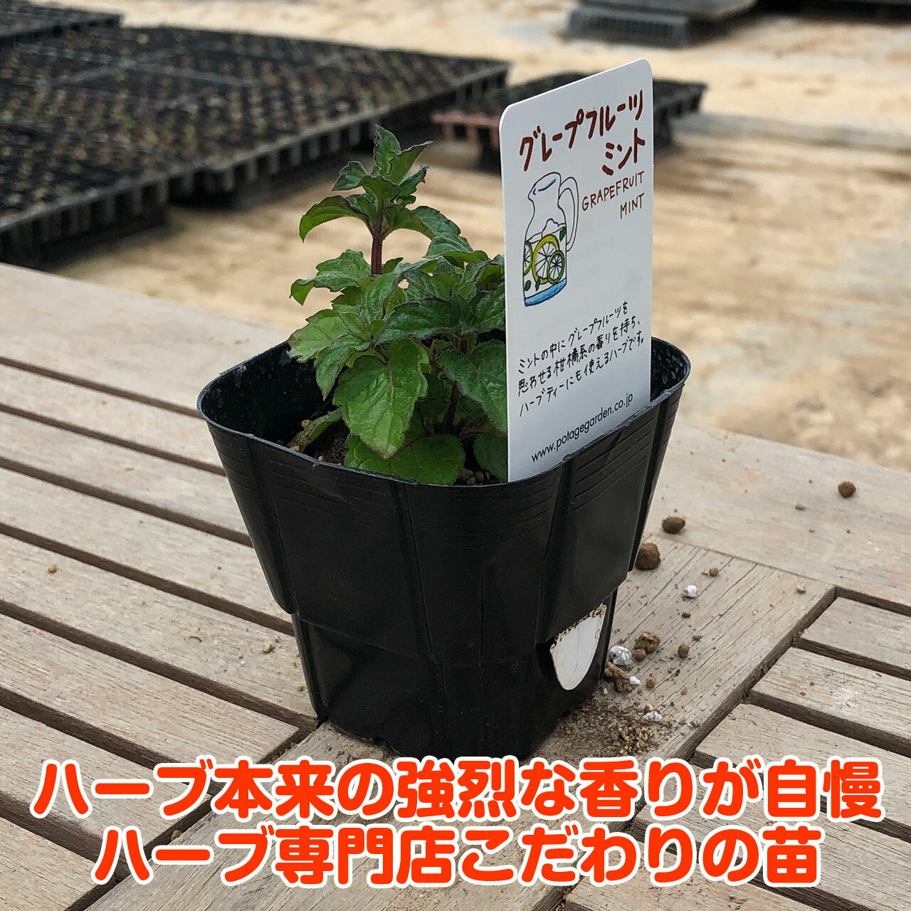 【本日P2倍】 ハーブ 苗 グレープフルーツミント（ハーブティ ハッカ油 虫除け グ...