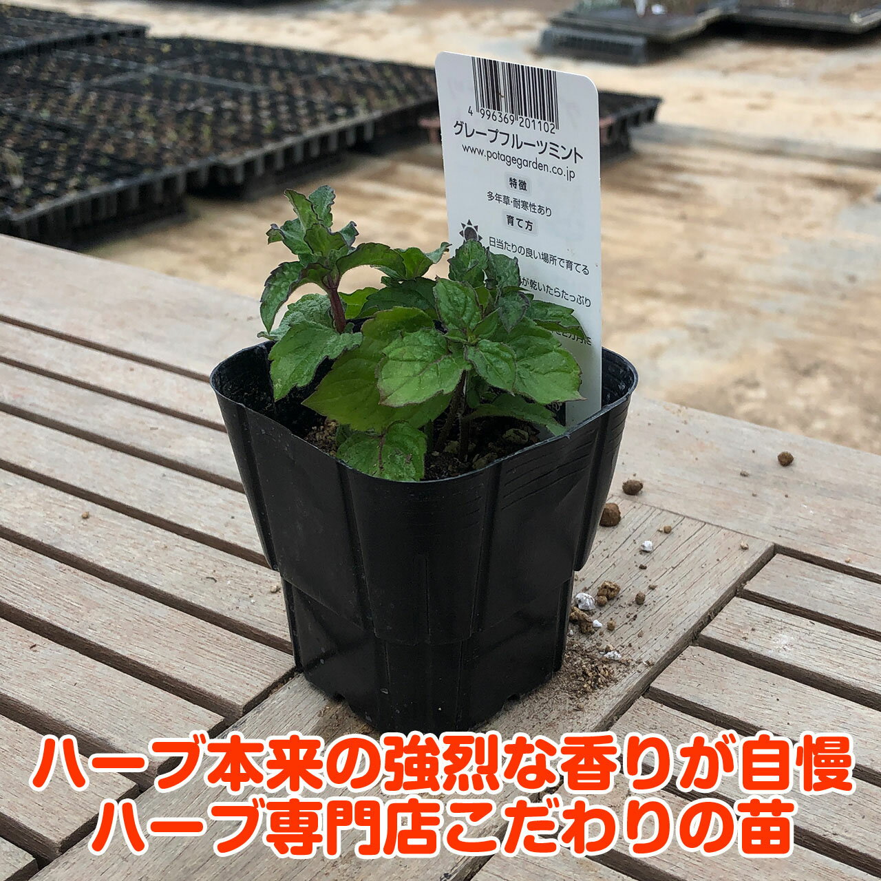 【本日P2倍】 ハーブ 苗 グレープフルーツミント（ハーブティ ハッカ油 虫除け グ...