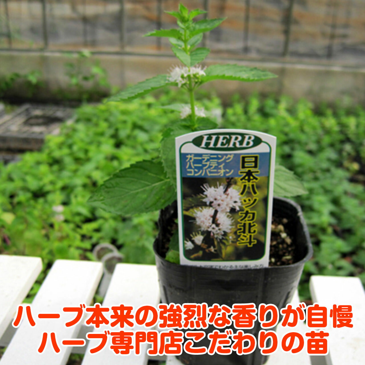 楽天市場 本日p2倍 ハーブ 苗 ニホンハッカ ノースミント ハーブティ ハッカ油 虫除け グリーン 鉢植え 栽培方法 育て方 使い方 選び方 種類 花苗 簡単 プランター 栽培キット ミントグリーン ラベンダー バジル ローズマリー 寄せ植え 野菜 種 春 夏 秋 冬 ハッカm