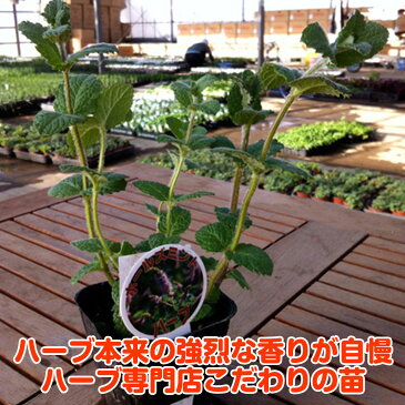 【本日P2倍】ハーブ 苗 ホールズミント（ハーブティ ハッカ油 虫除け グリーン 鉢植え 栽培方法 育て方 使い方 選び方 種類 花苗 簡単 プランター 栽培キット ミントグリーン ドライハーブ ラベンダー バジル ローズマリー 寄せ植え 野菜 種 春 夏 秋 冬）ホールズM